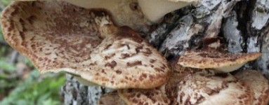 Polyporus